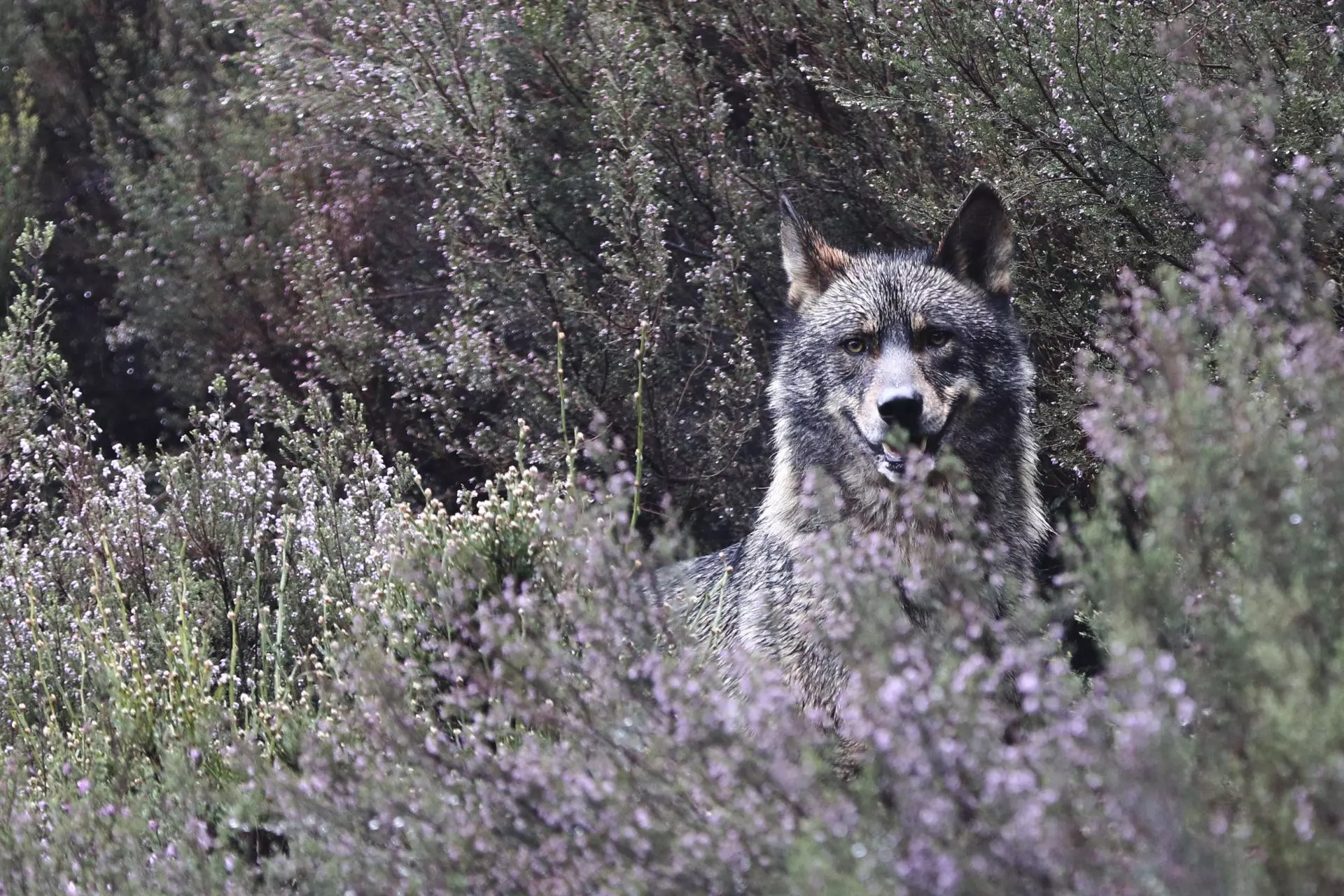 Conflictos por el Lobo: Siete Comunidades Autónomas Denuncian a Bruselas Incumplimientos de la Legislación