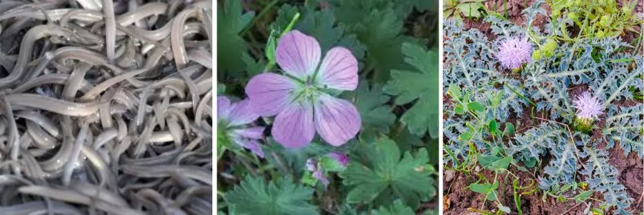 Tres Especies Solicitan Protección Urgente en España: Anguila, Geranio y Cardo