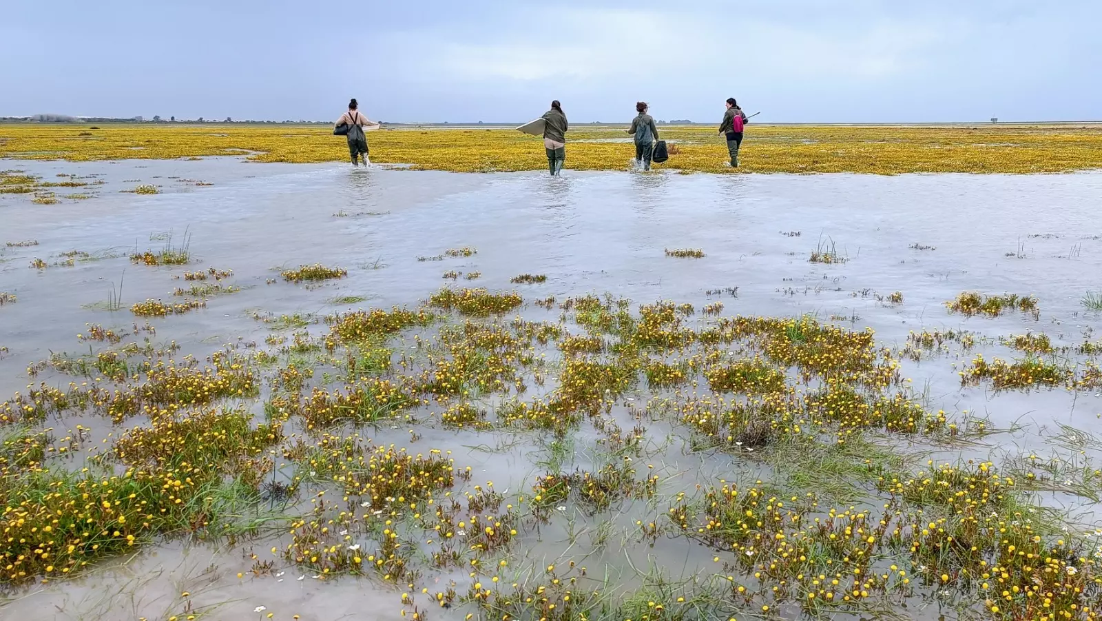 Doñana: Lluvias de 2025 reviven el humedal, pero los desafíos perduran
