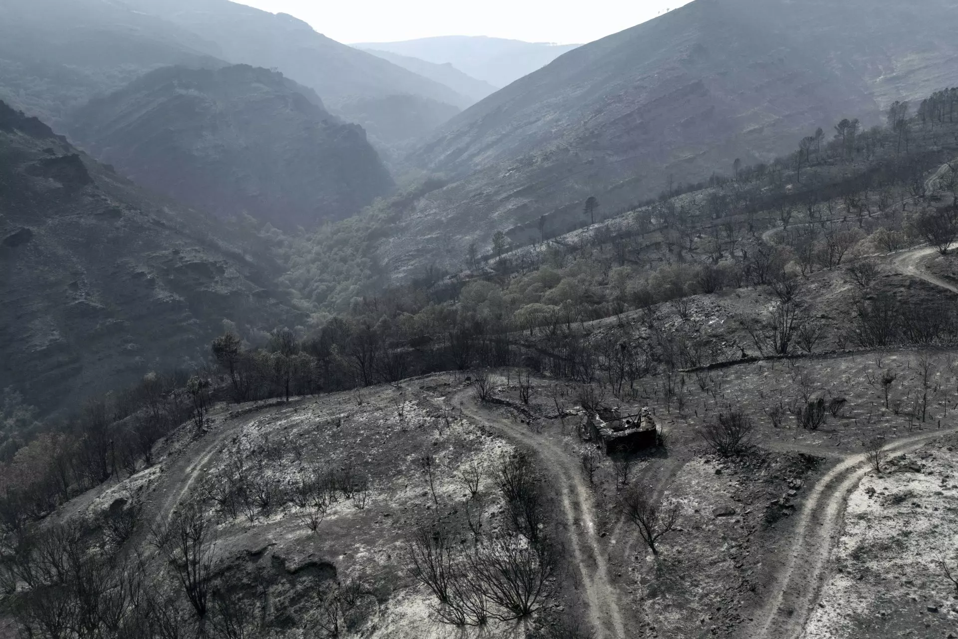 Iniciativa Ciudadana para Evaluar el Impacto de Incendios en Aves Gallegas