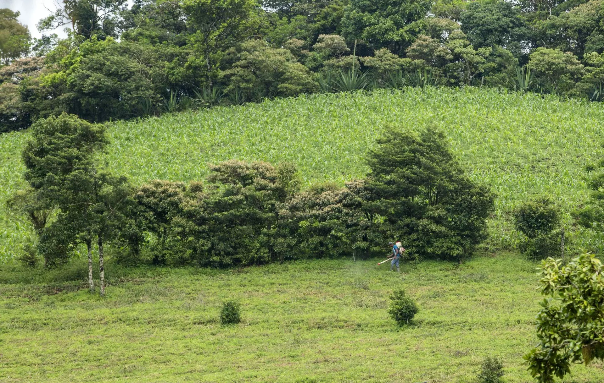 La amenaza de los plaguicidas a la biodiversidad global