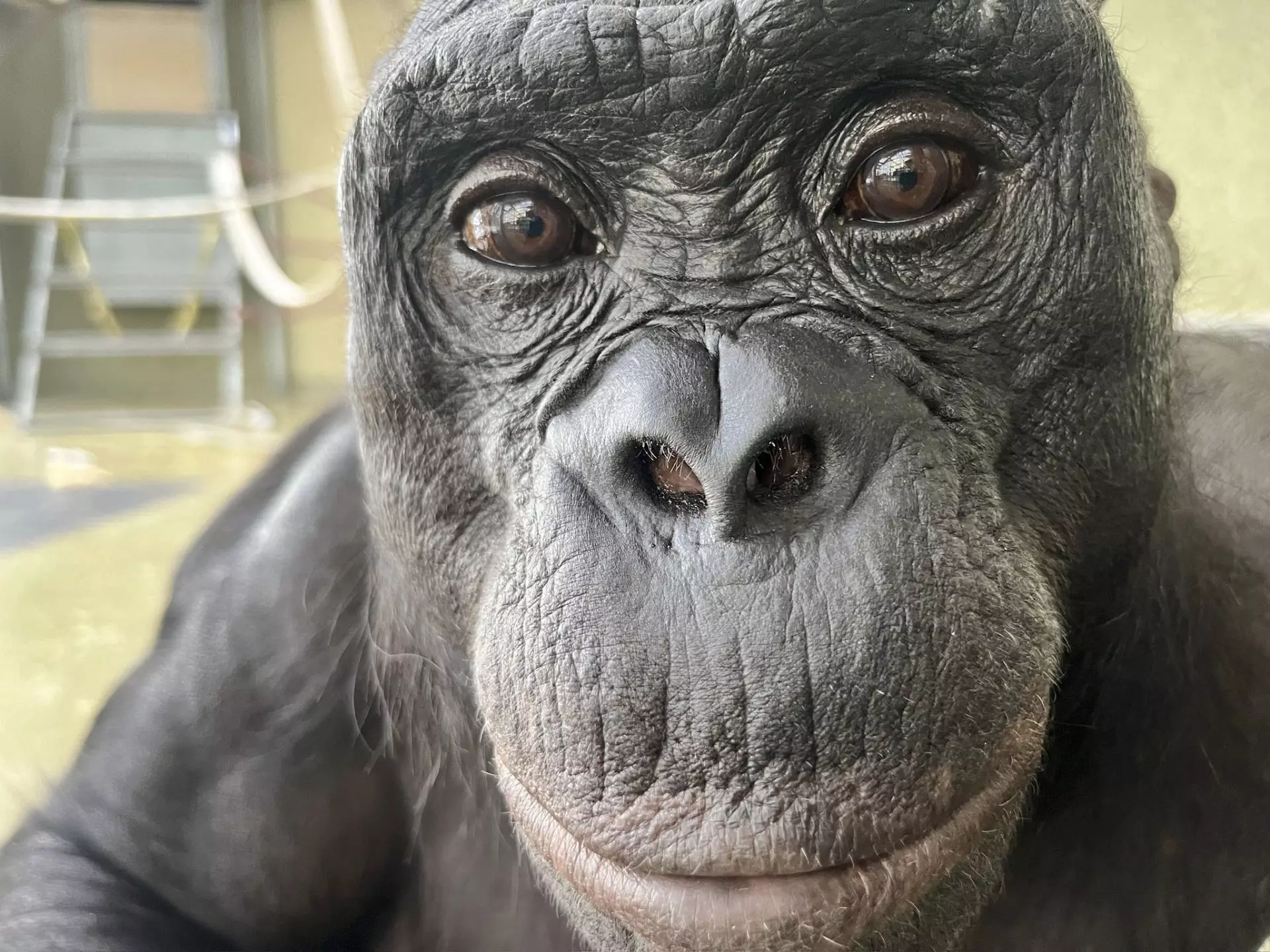 La Capacidad Imaginativa y la Habilidad de Fingir en los Simios: Una Revelación Científica