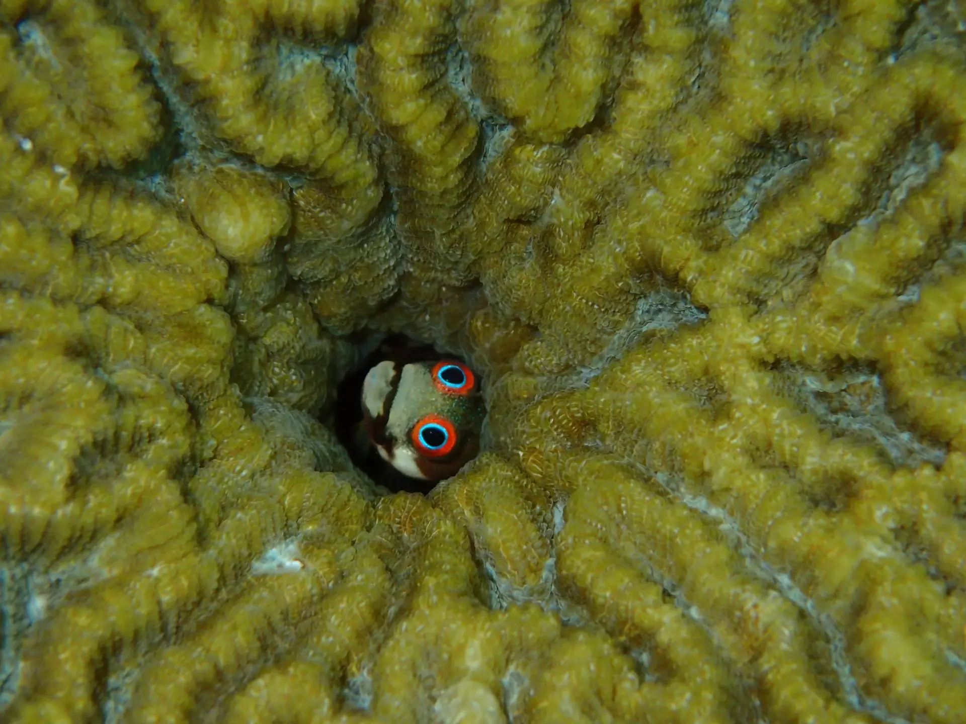 Impacto del Deterioro de los Arrecifes de Coral en la Biodiversidad Marina del Caribe