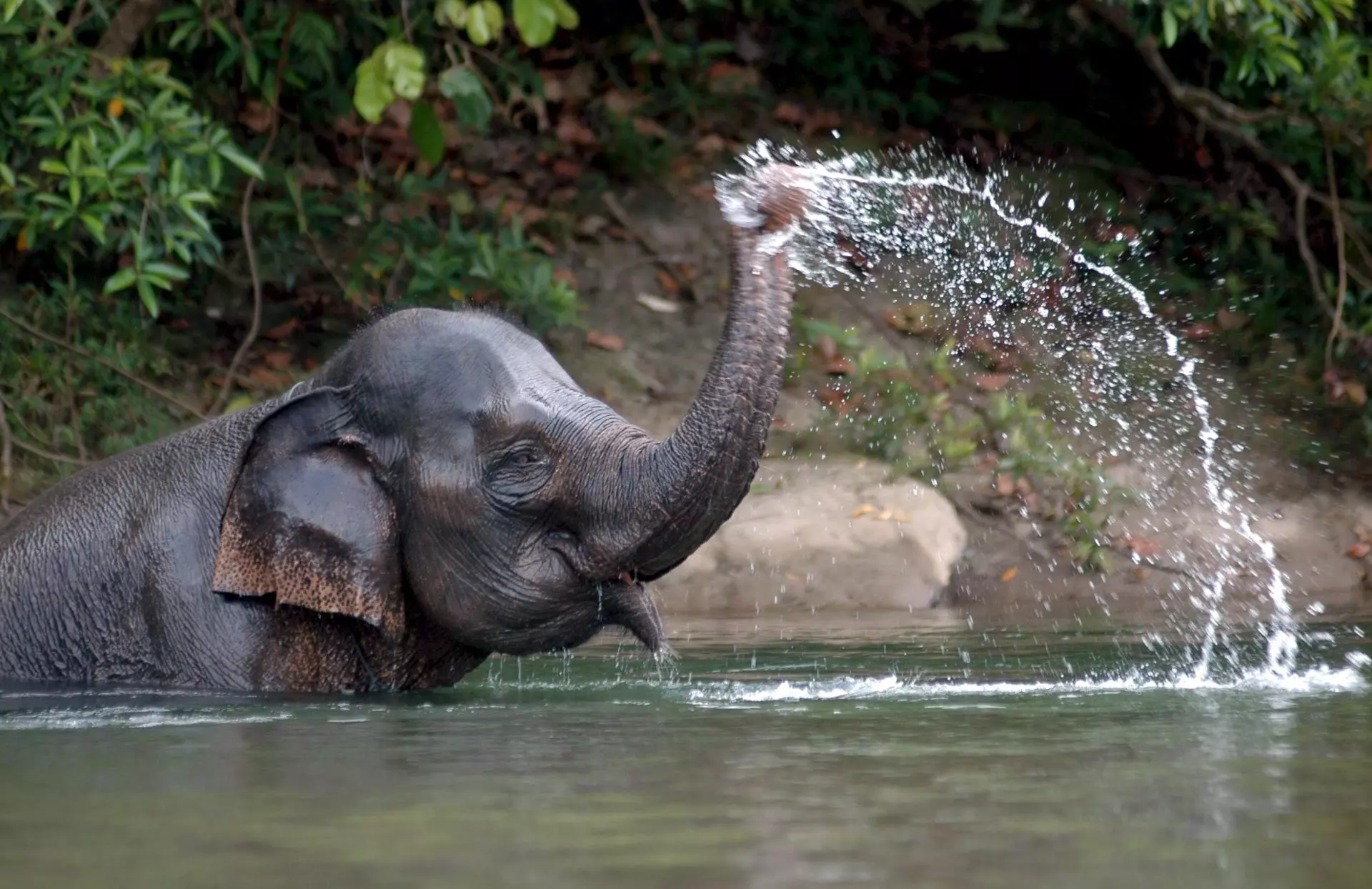 La extraordinária sensibilidad táctil de la trompa del elefante: un prodigio de la naturaleza