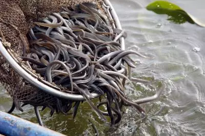 El Futuro de la Anguila Europea: Un Debate Crucial en España