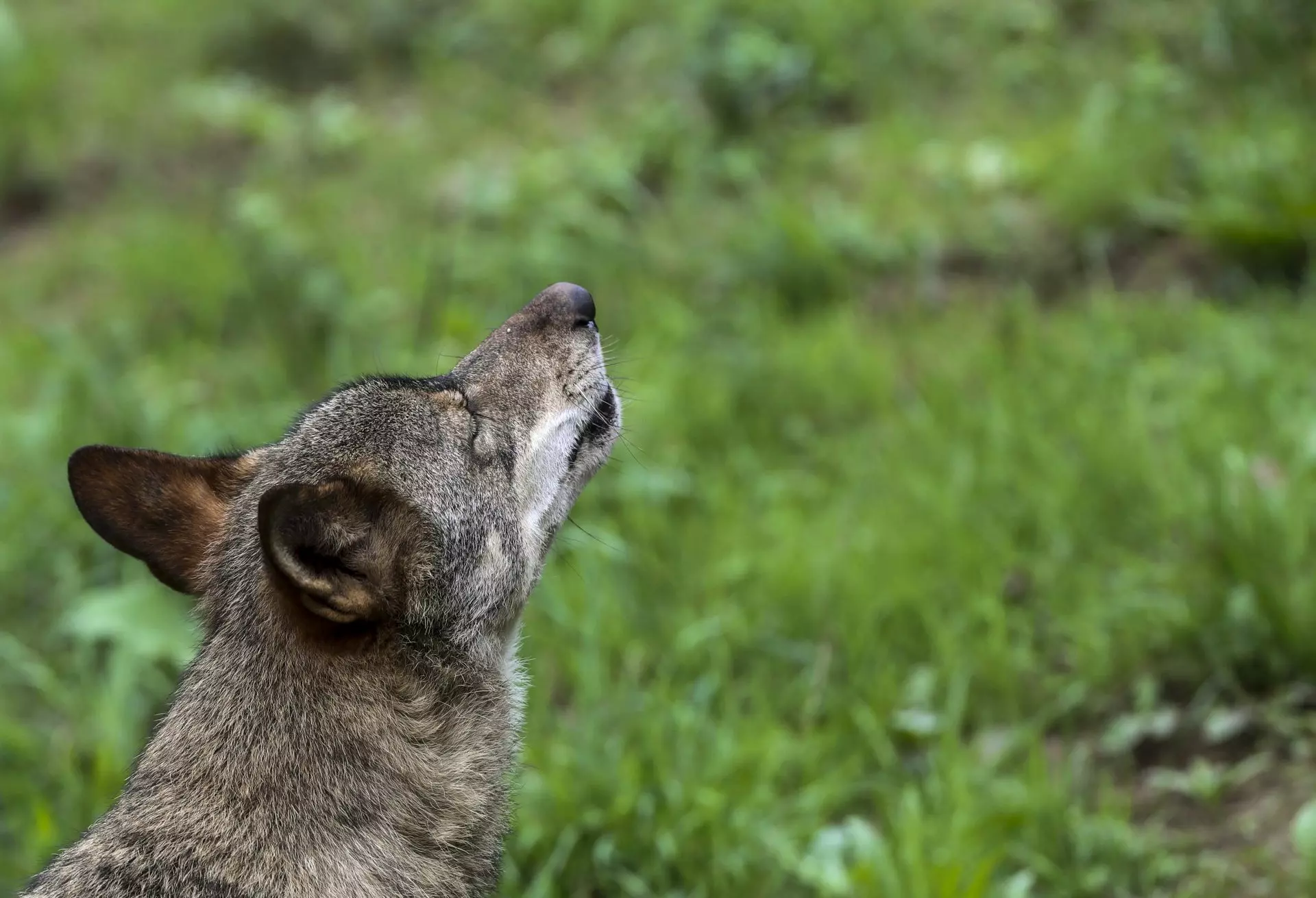 La caza de lobos solo se permite si es la única opción para proteger el ganado