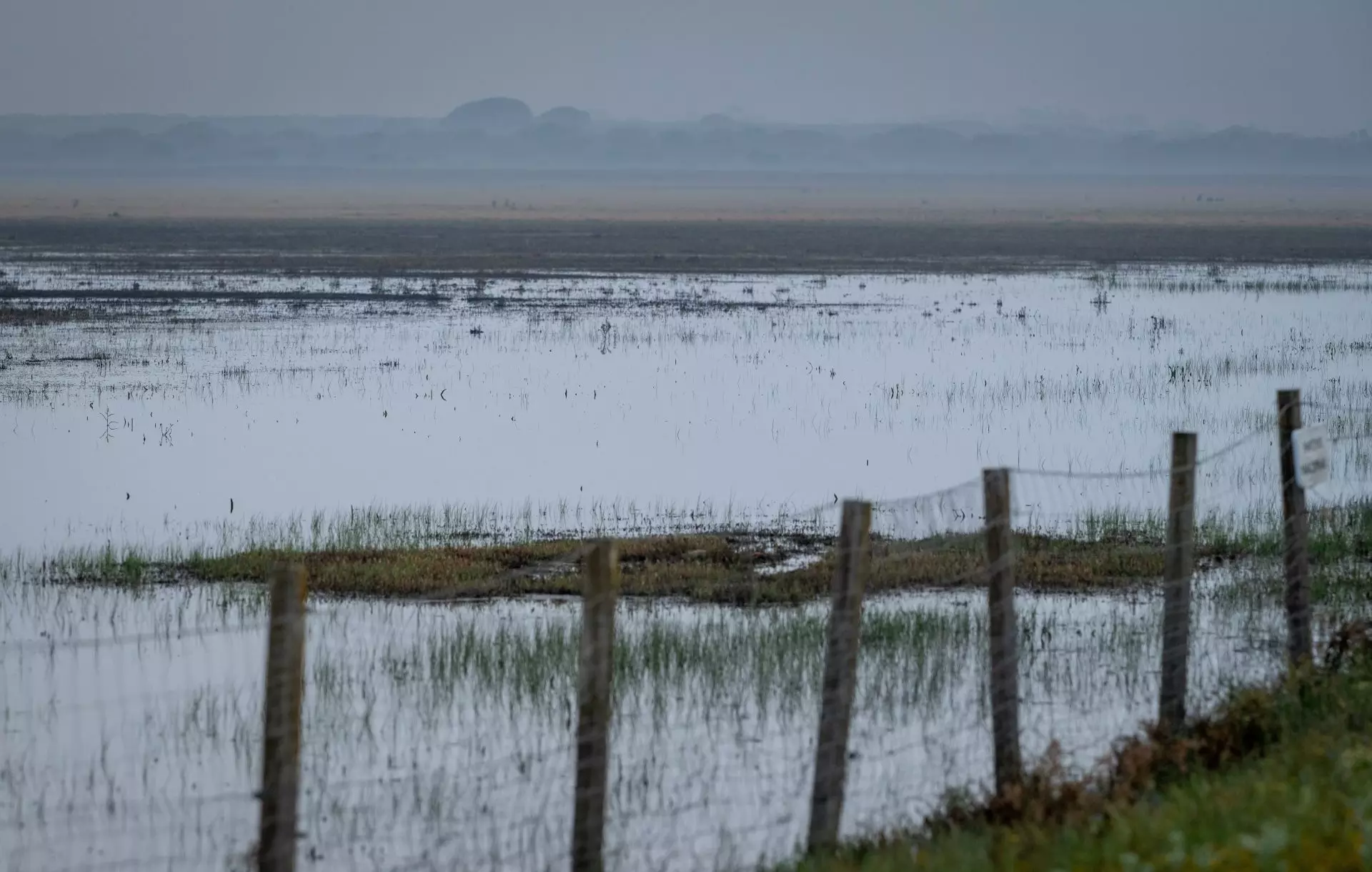Doñana Experimenta la Inundación Más Significativa en Dieciséis Años
