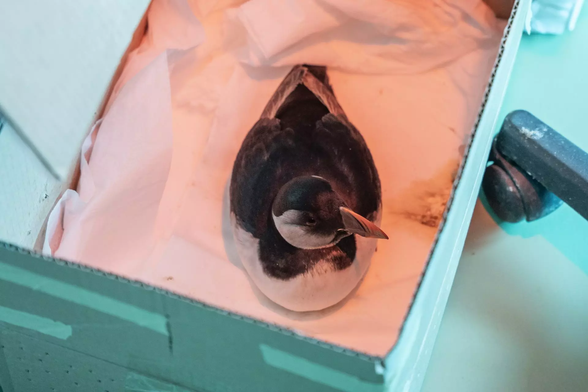 Impacto devastador de las tormentas en la población de frailecillos en la costa norte española