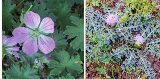 Plantas y Especies Marinas Amenazadas Reciben Apoyo para su Conservación en España