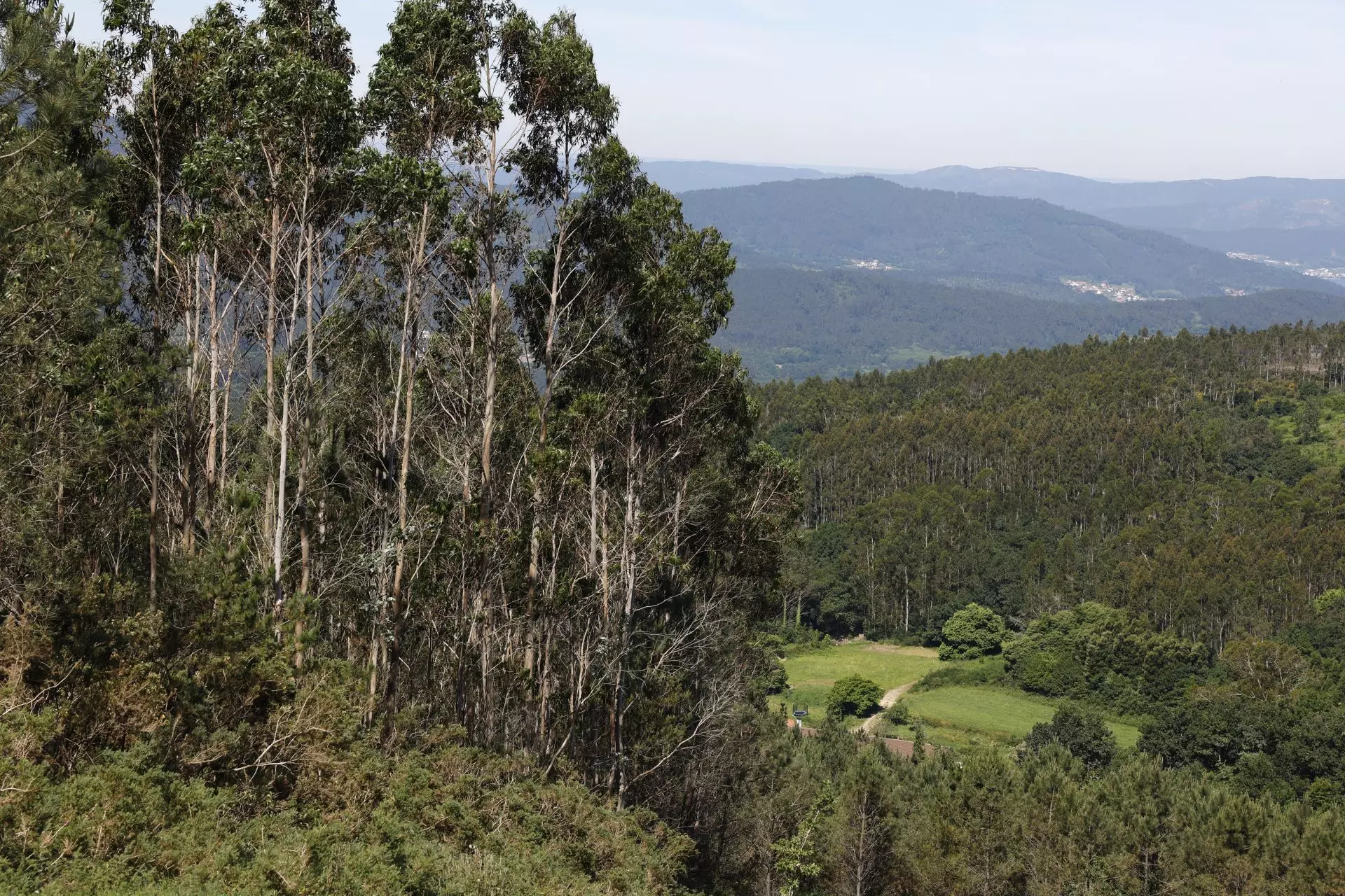 Amenaza Invasora: Pinos, Eucaliptos y Acacias Estrangulan Bosques Mediterráneos