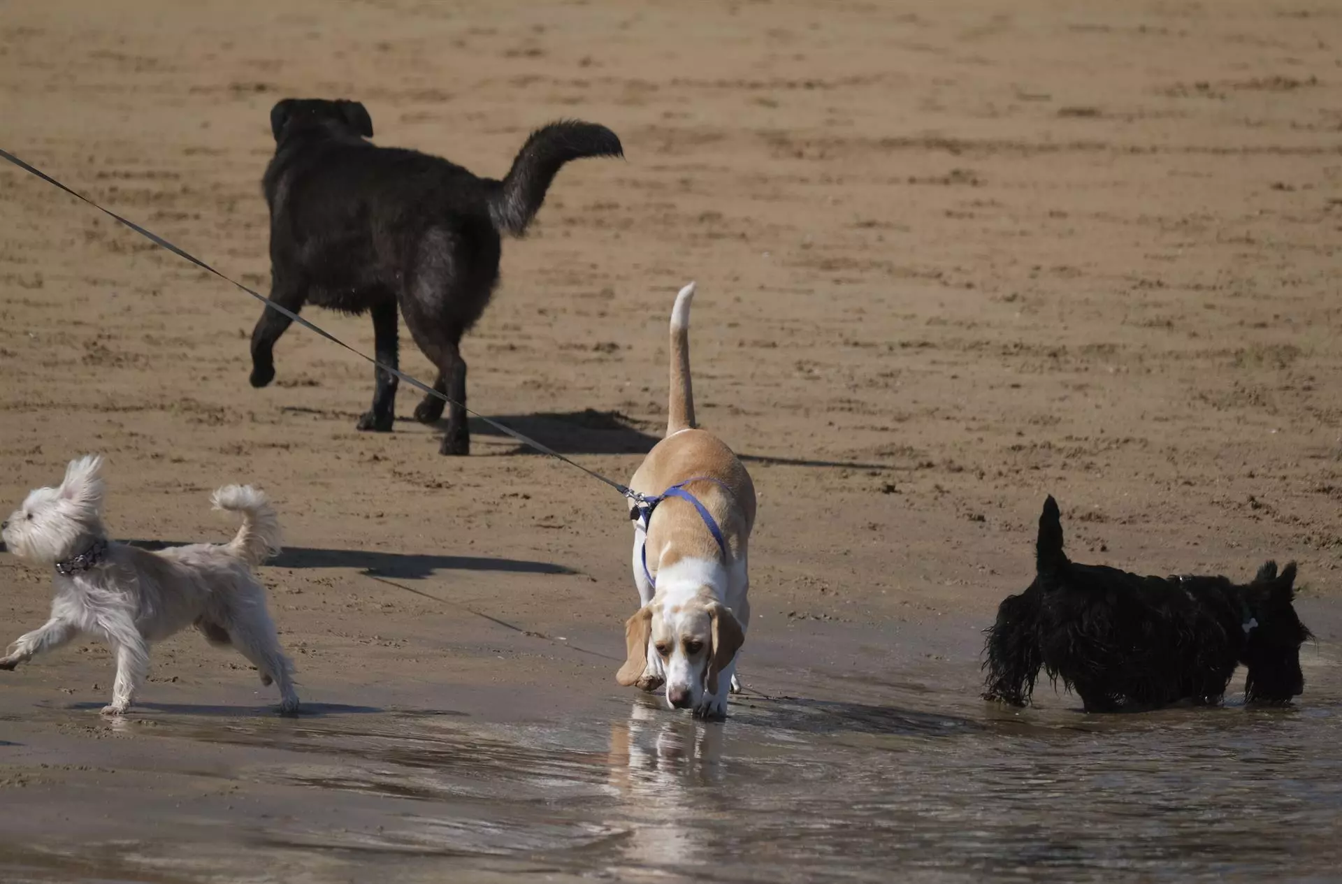 Razas Caninas con Mayor Propensión a Enfermedades Respiratorias Severas