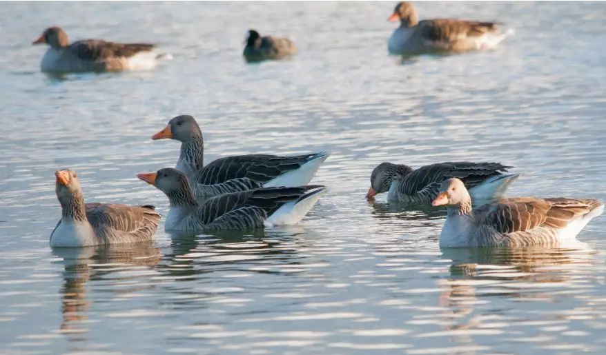 Aves Migratorias en Doñana: Una Recuperación Prometedora