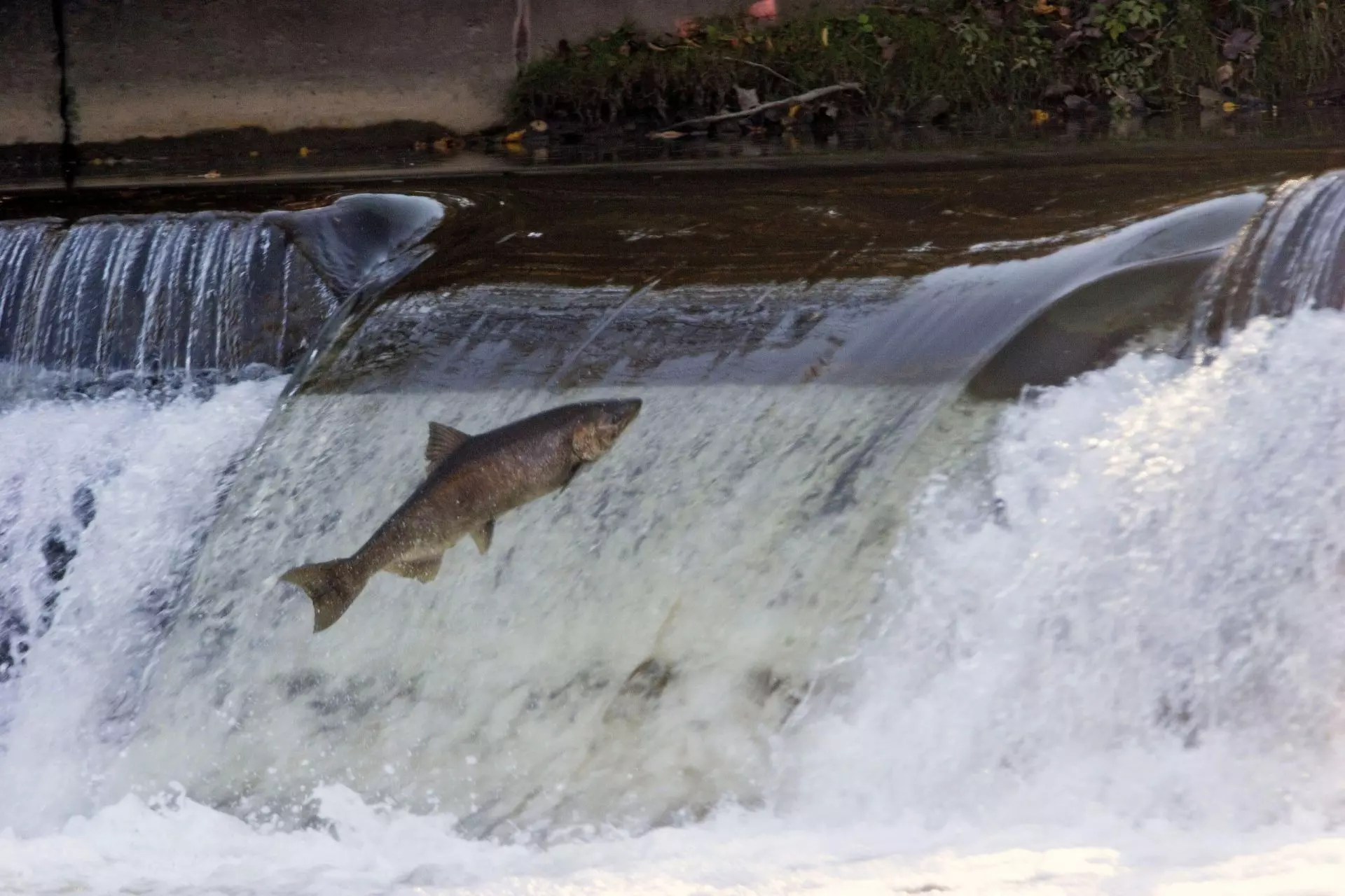 Urgencia para salvar al salmón atlántico español: una joya genética en declive