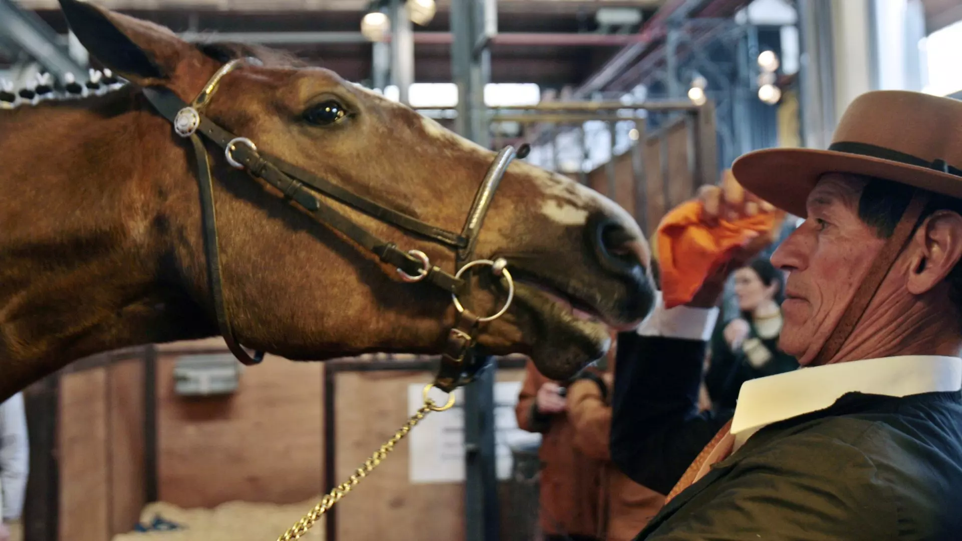 El Enigma del Relincho Equino: Un Estudio Revela la Bifonación Vocal de los Caballos