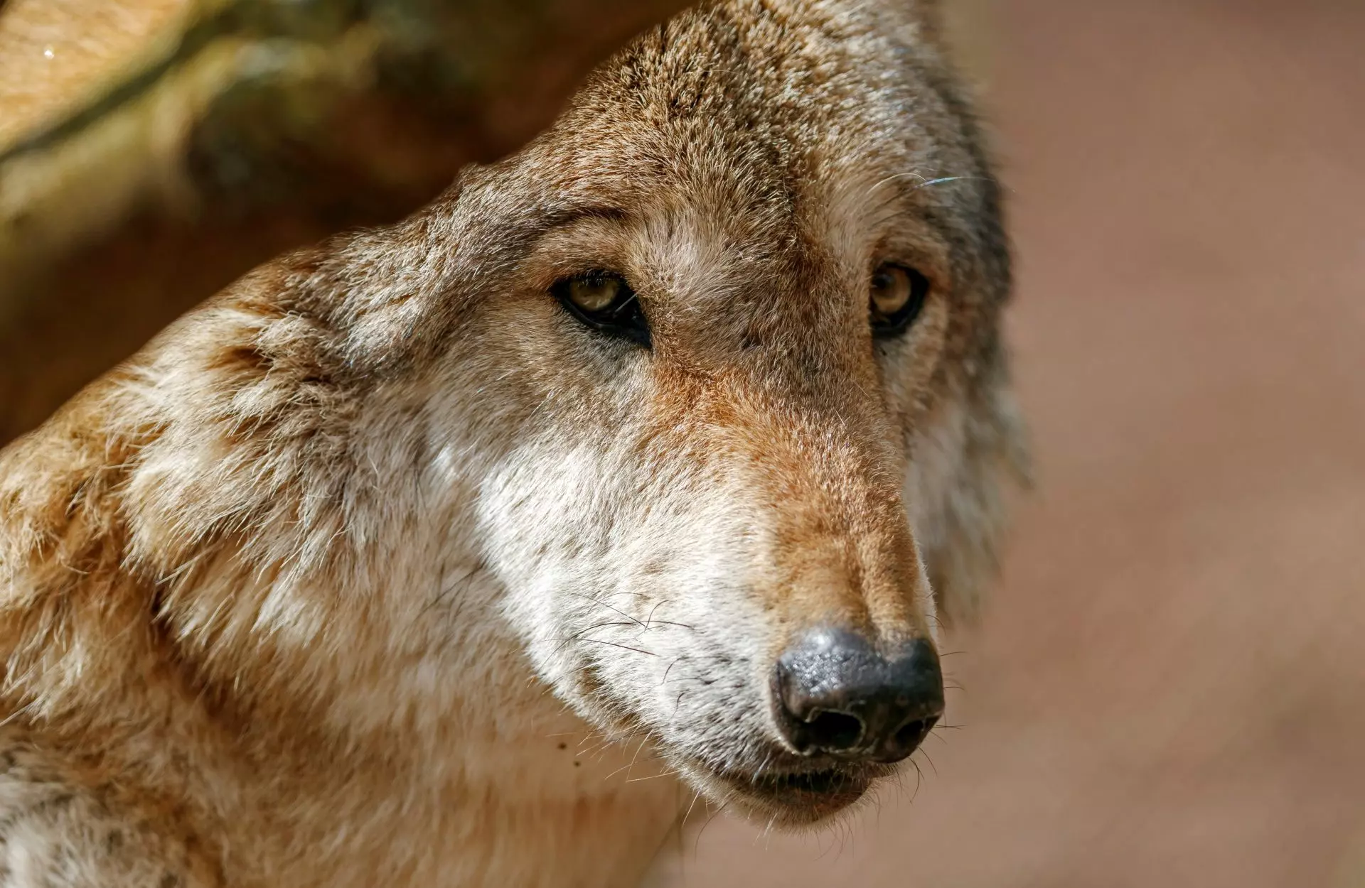 Francia incrementa el número de lobos permitidos para su eliminación debido al aumento de ataques al ganado