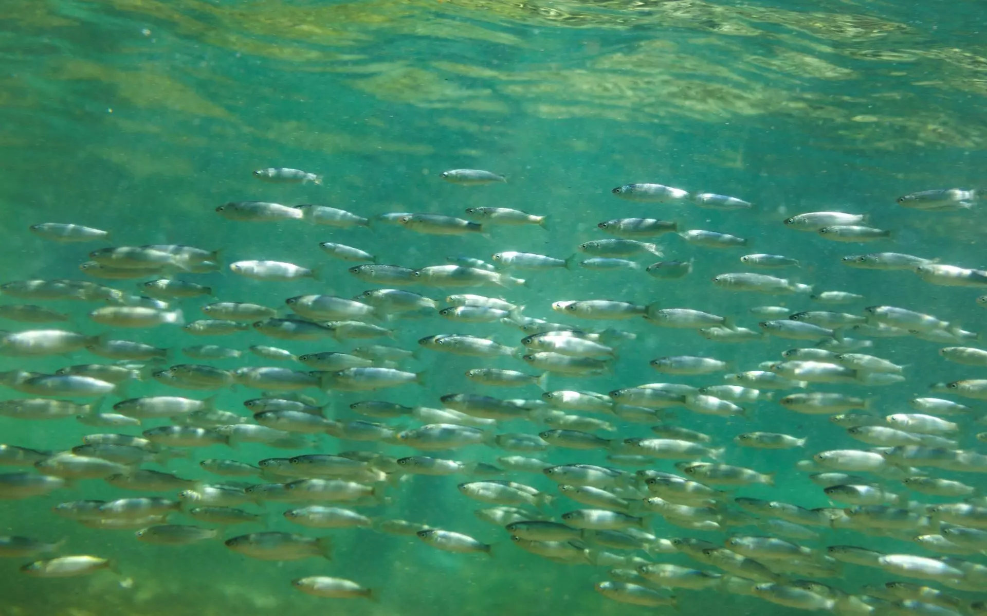 El Calentamiento Global Reduce Drásticamente la Biomasa Pesquera Anual