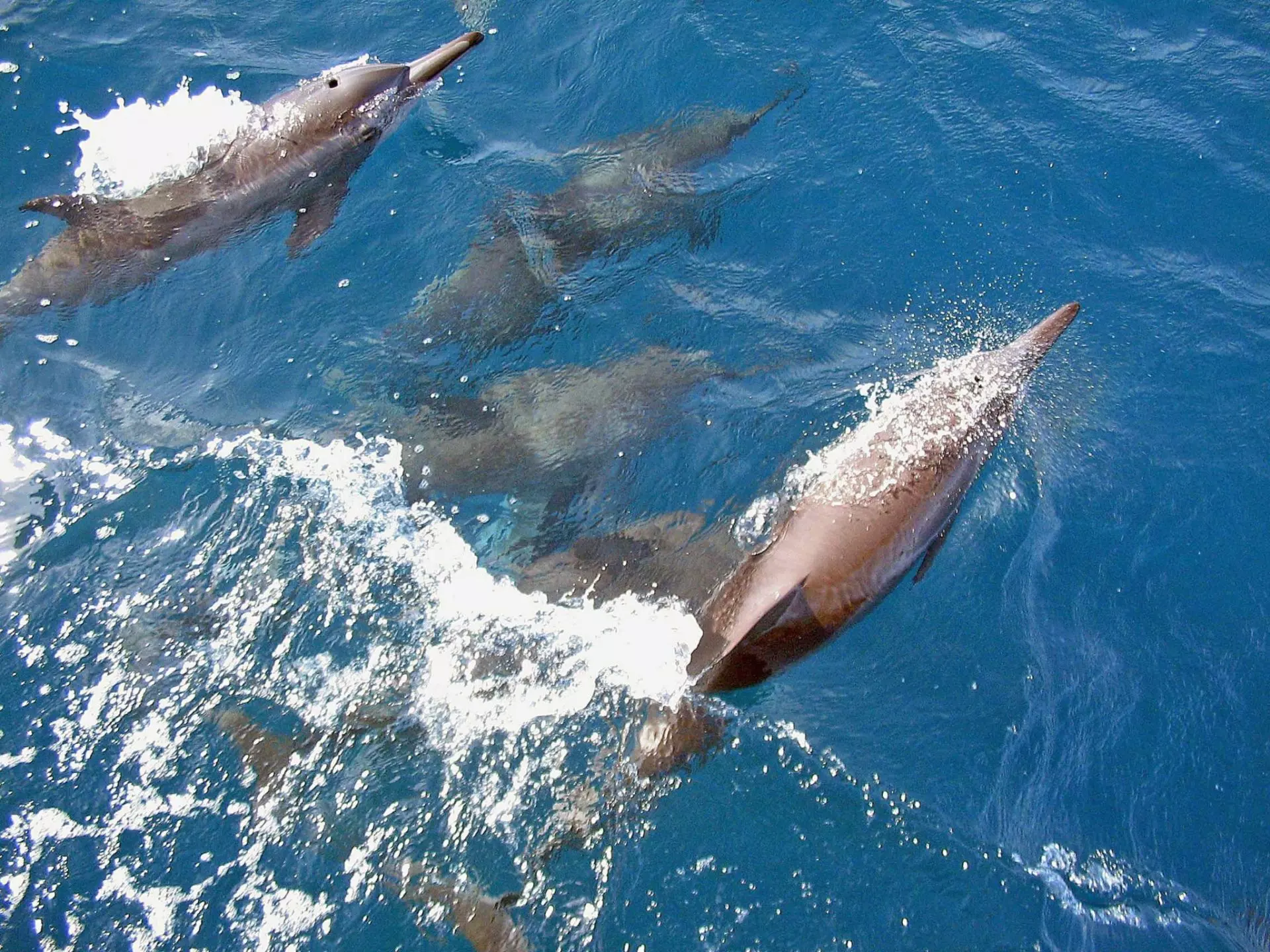 Contaminación Electrónica Amenaza a la Vida Marina: La Detección de Químicos en Delfines y Marsopas