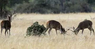 Parques Nacionales Defiende la Gestión de Cabañeros y Niega Descontrol de Ungulados