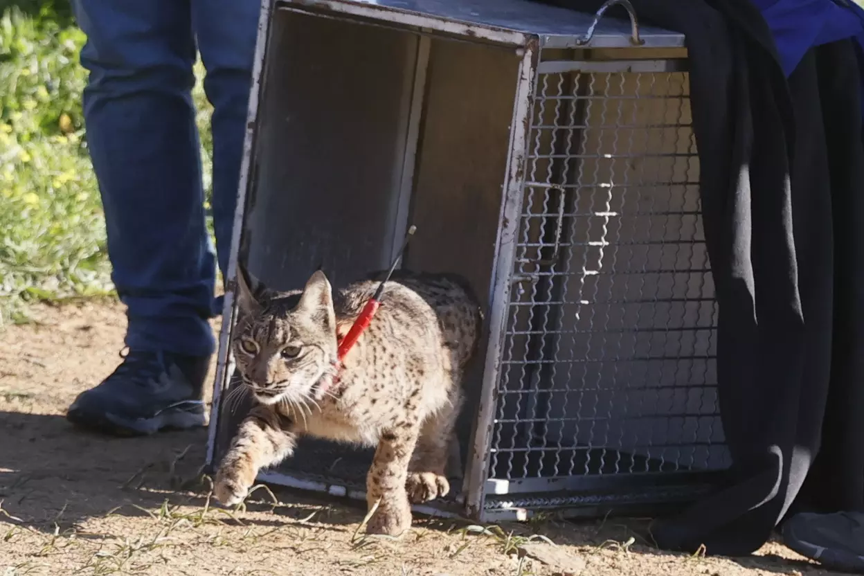 Linces Ibéricos Wala y Watu: Dos Nuevos Guardianes en Lorca, Murcia