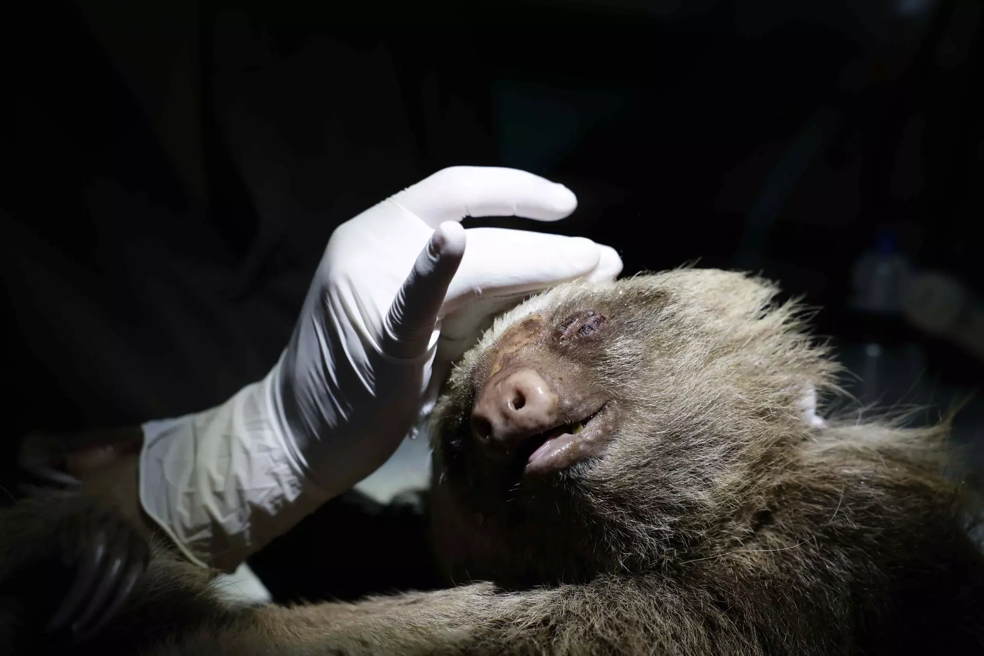 Centro de Rescate de Vida Silvestre en Costa Rica: Un Refugio para Animales Afectados por la Actividad Humana