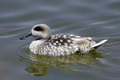 Aumento de la población de cerceta pardilla en la Comunidad Valenciana: Veinte nuevas aves liberadas en el Marjal del Moro