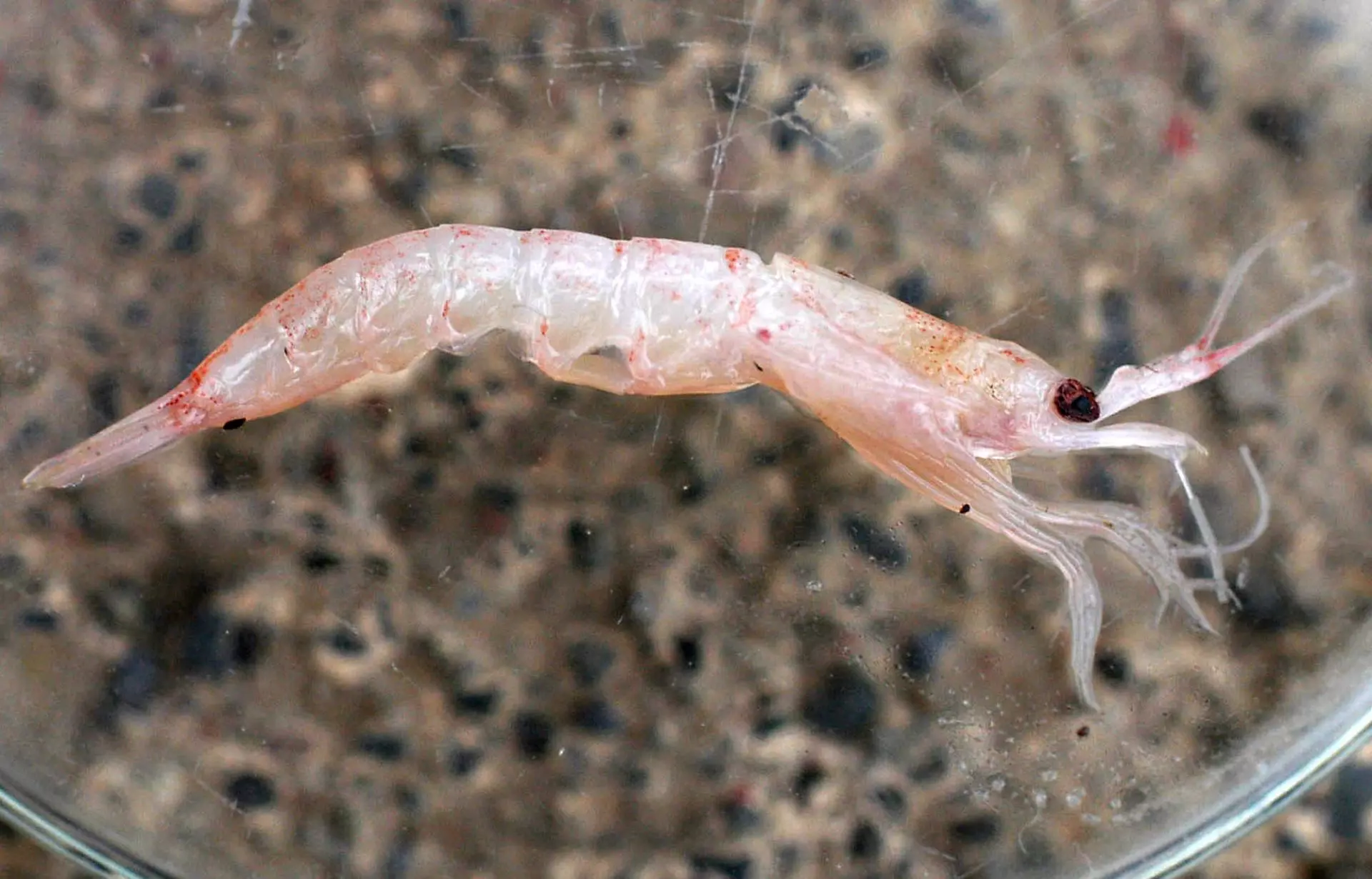 Cuestionan la sostenibilidad de la pesca de krill antártico