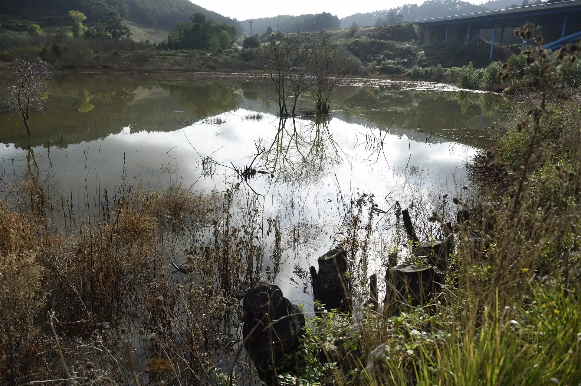 La Coalición de Restauración de la Naturaleza Impulsa la Recuperación Ecológica en España