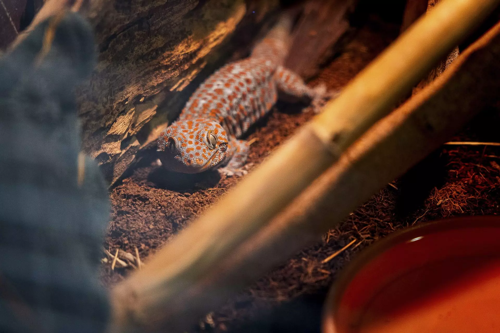 Centro de Rescate FIEB: Dando una Segunda Oportunidad a Animales Víctimas del Tráfico Ilegal y la Conservación del Visón Europeo