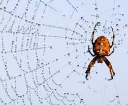 Urgencia en la Conservación de Arácnidos e Insectos: Un Llamado a la Acción Global
