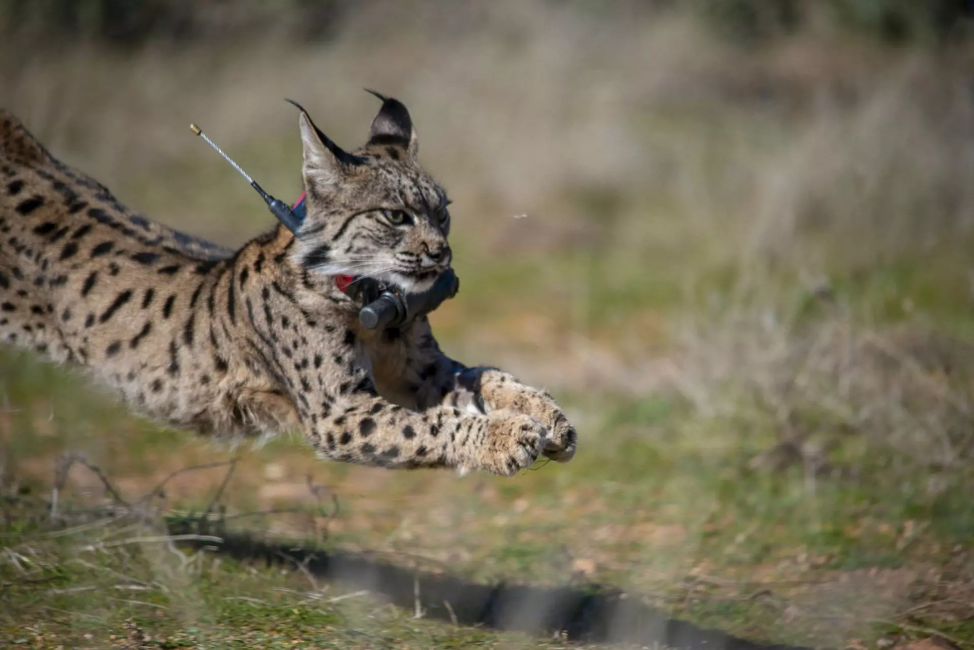La reubicación de fauna silvestre: una estrategia vital para la preservación de especies