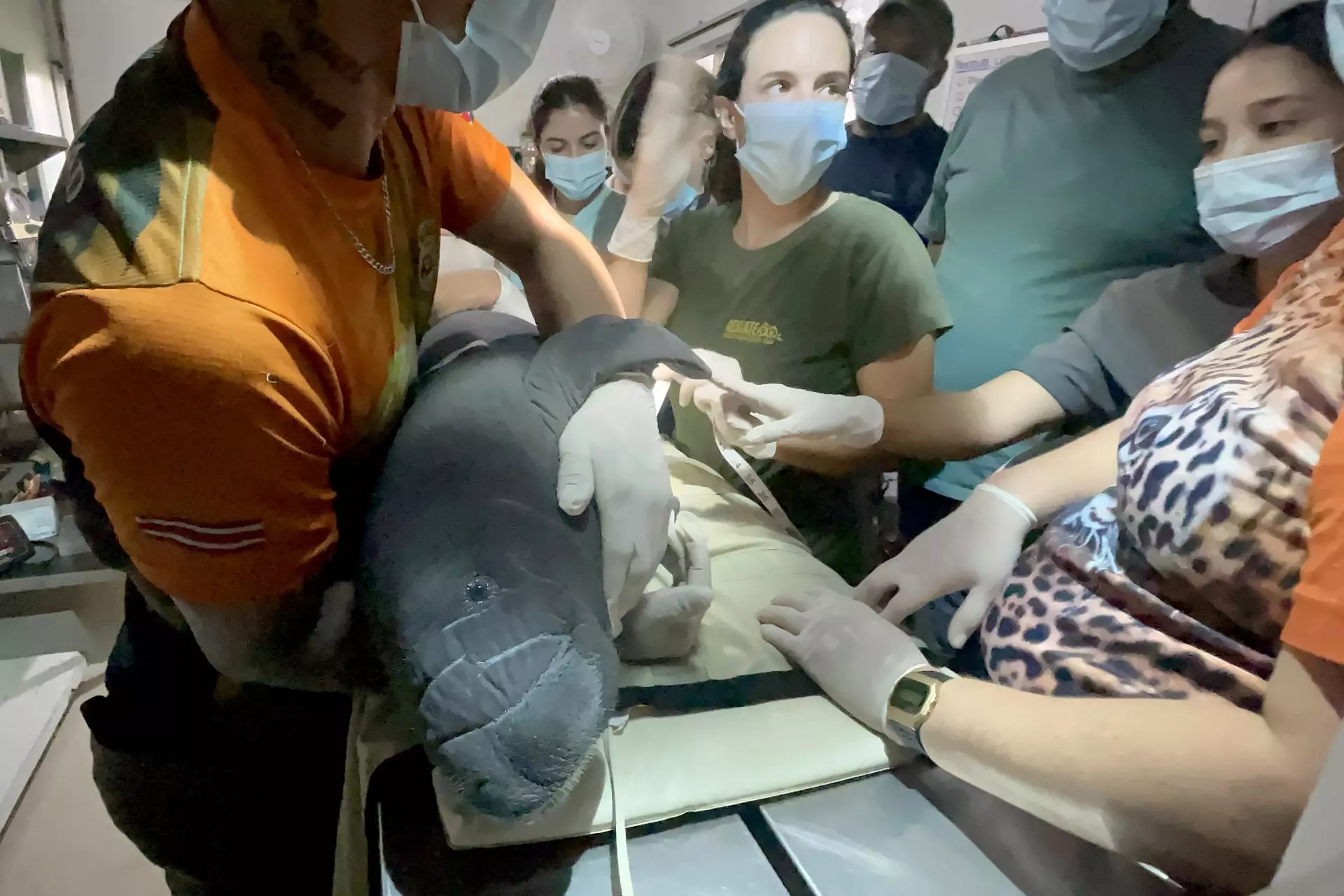 El rescate inaudito de un manatí bebé en Costa Rica: un desafío por la supervivencia