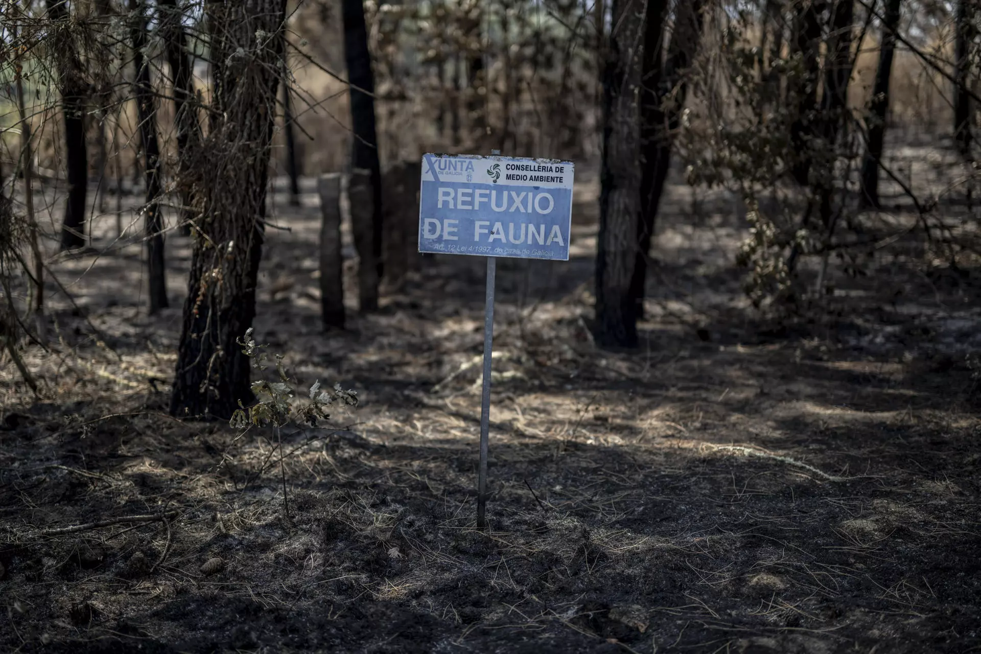 Europa: Bosques Enfrentan Amenazas Crecientes por Incendios y Plagas