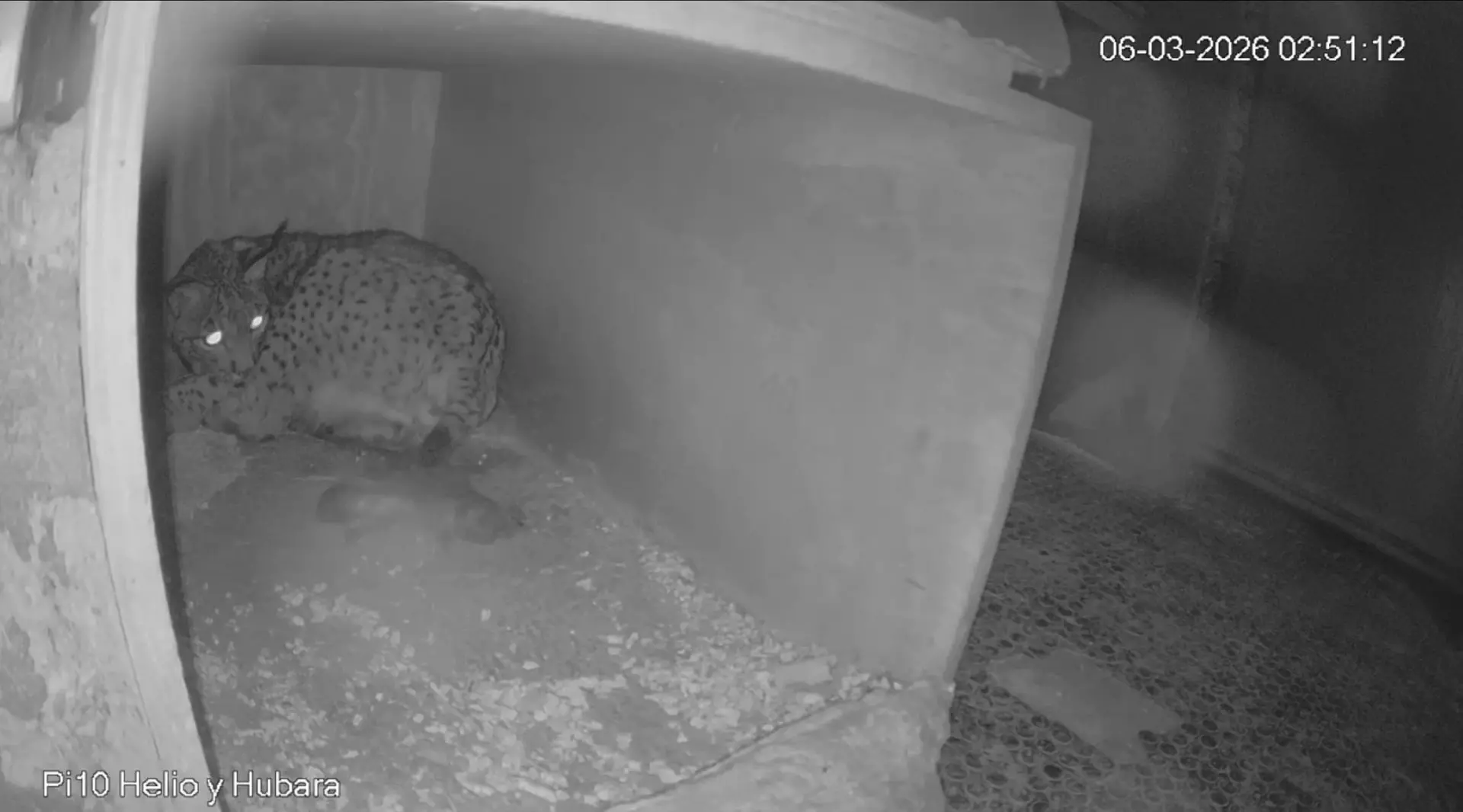 Celebración en Zarza de Granadilla por el nacimiento de los primeros cachorros de lince ibérico de la temporada