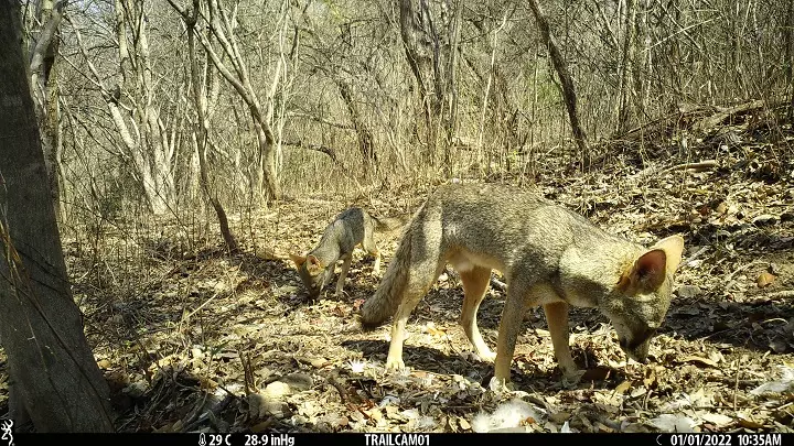 La Deforestación Tropical Altera el Rol de Carroñeros