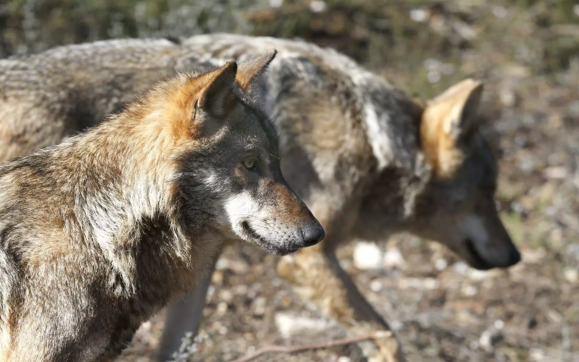 El TSXG rechaza la caza de lobos por falta de evidencia de ataques al ganado