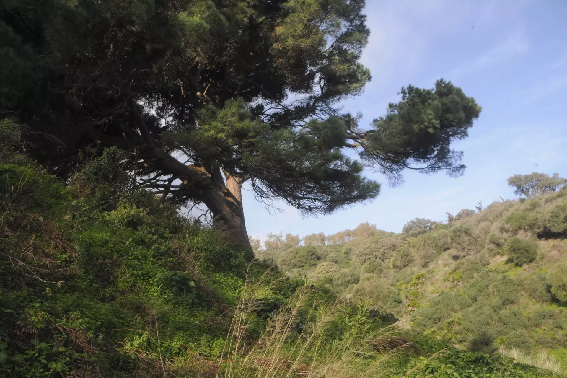 Iniciativa para Preservar Pino Bicentenariode Ceuta