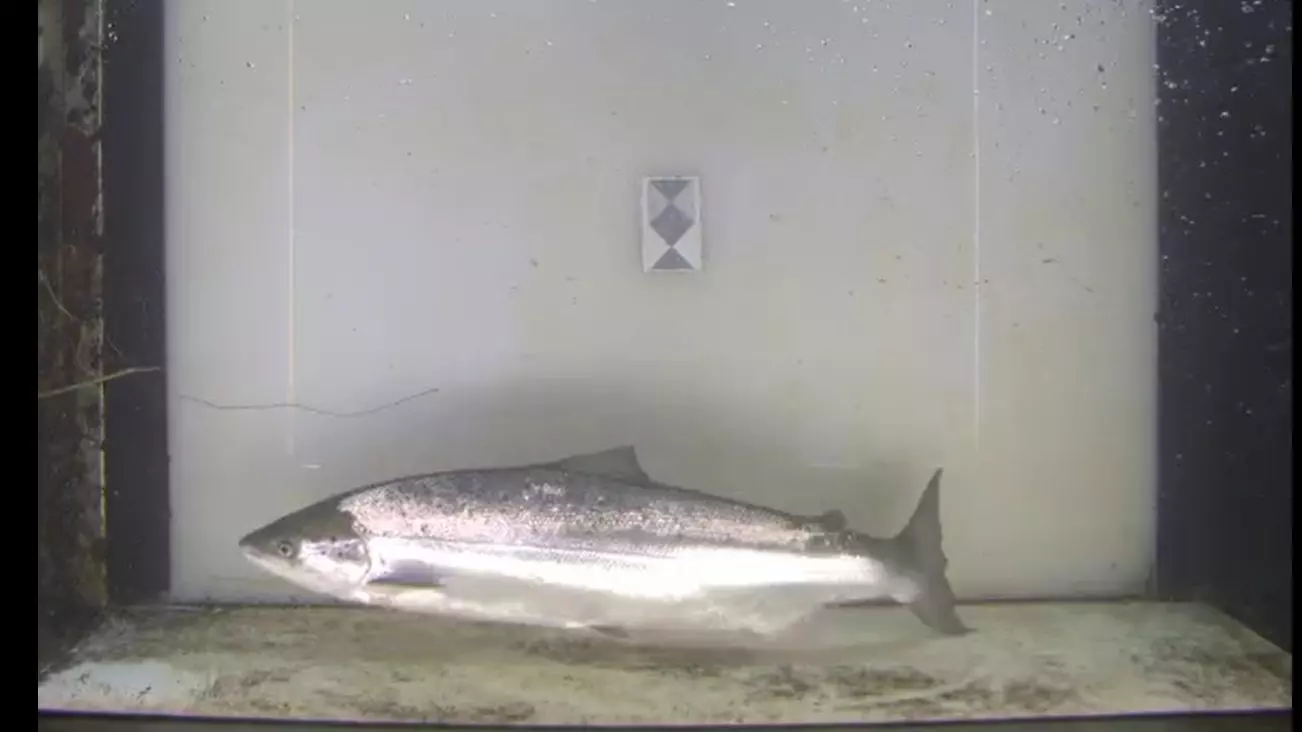 Primer Salmón de la Temporada en el Urumea: Un Hilo de Esperanza para la Recuperación de la Especie