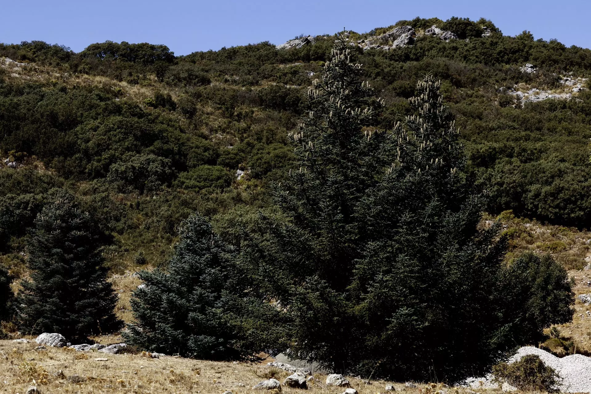 Aragón impulsa la conservación del pinsapo andaluz con una masiva reforestación