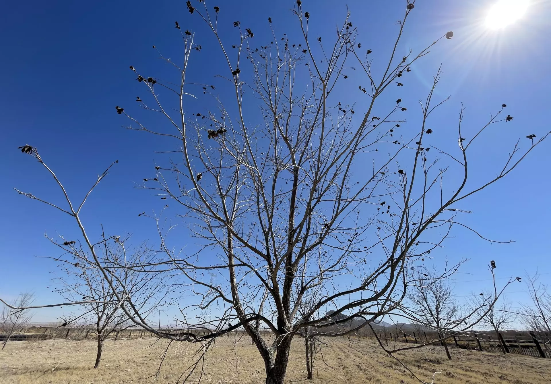 Árboles adaptados a la escasez de agua, paradójicamente más frágiles ante sequías futuras