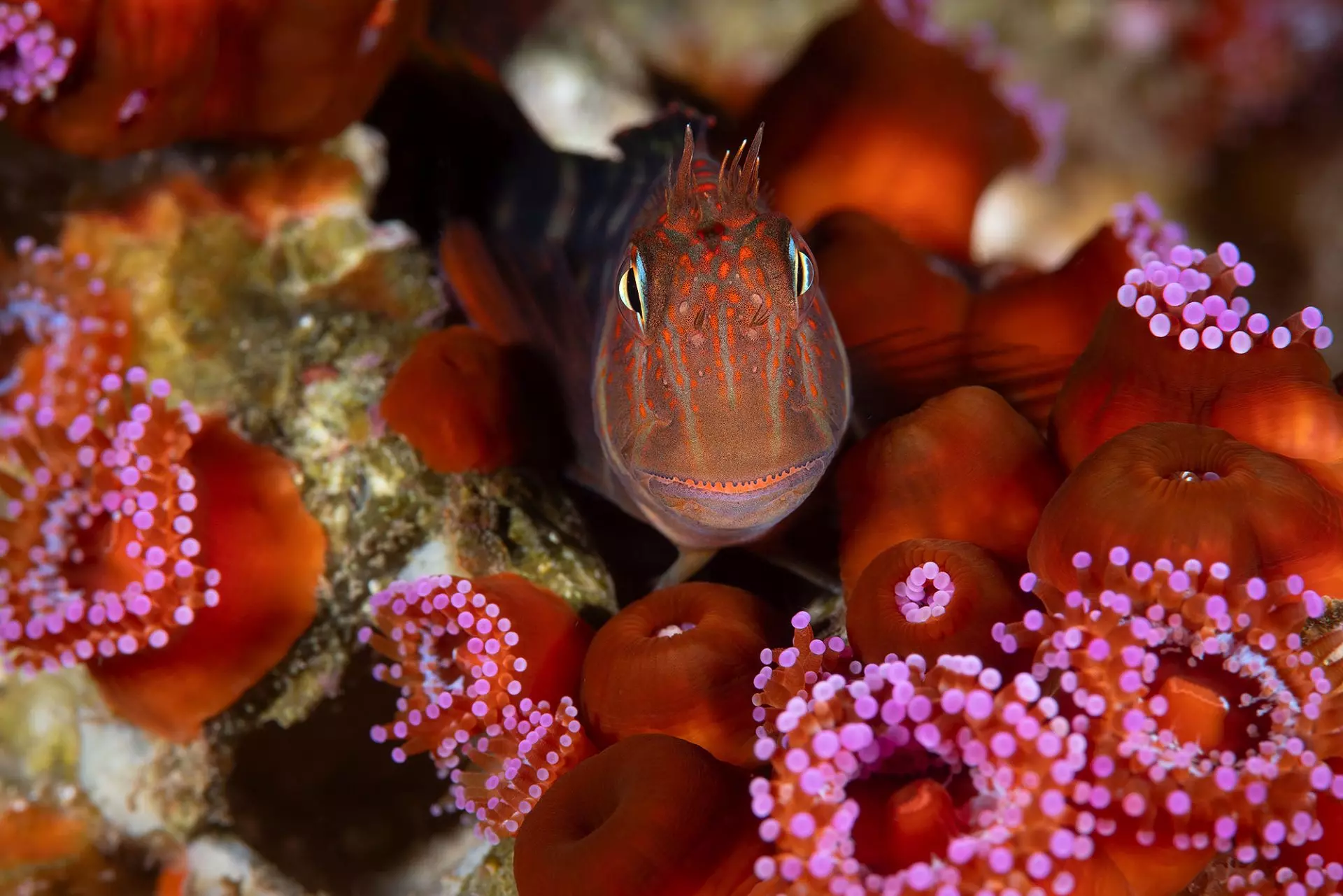 Chile Extiende Protección Marina a Más del 50% de sus Aguas