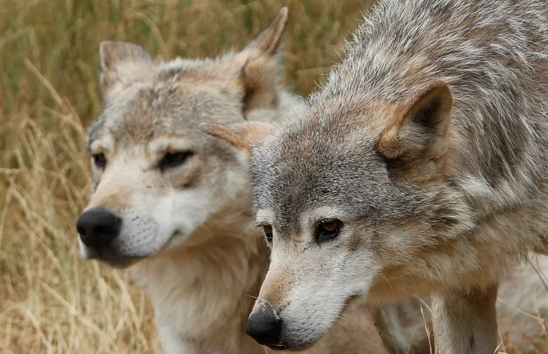Avance Científico Francés en la Estimación de Poblaciones de Lobos