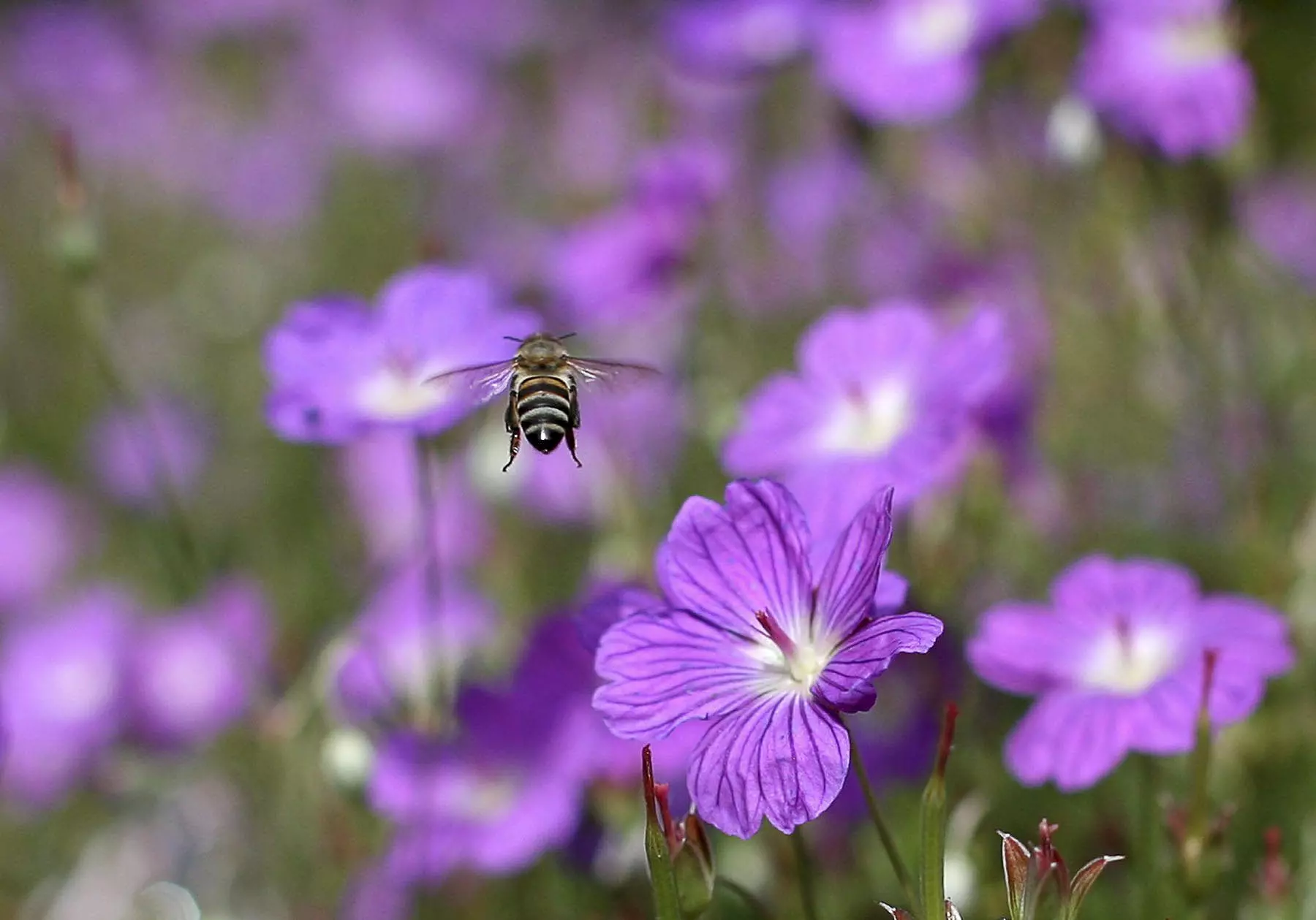 La siembra de flora en campos en barbecho potencia la biodiversidad