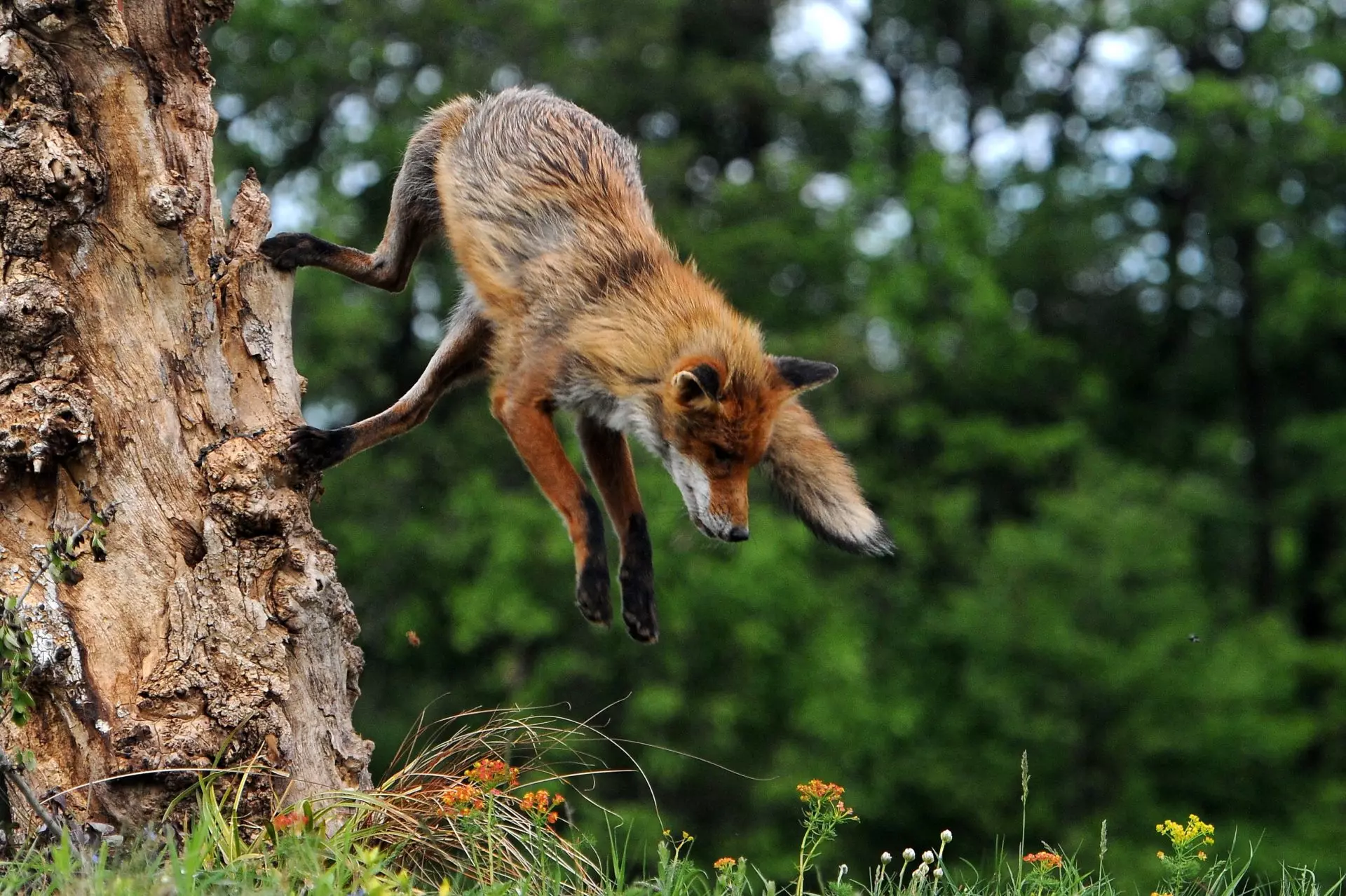El aroma a vainilla como estrategia para disuadir a depredadores