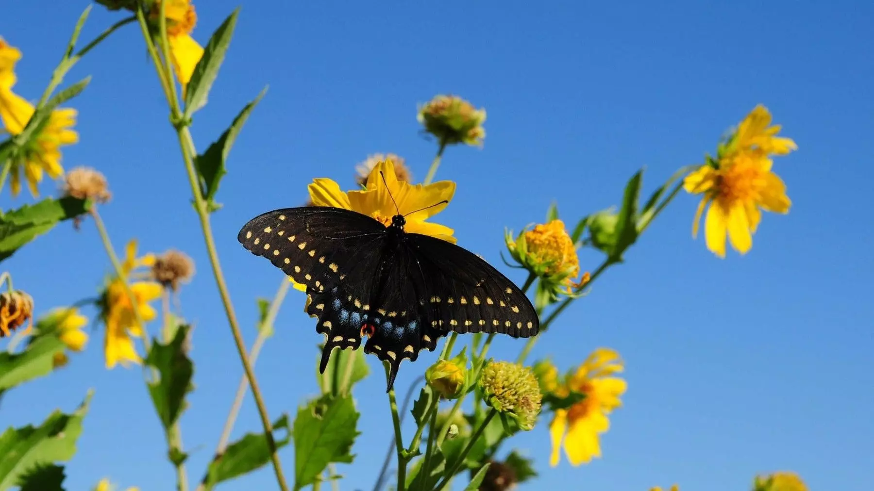 Flores en Barbechos: Un Impulso Vital para la Biodiversidad Agrícola