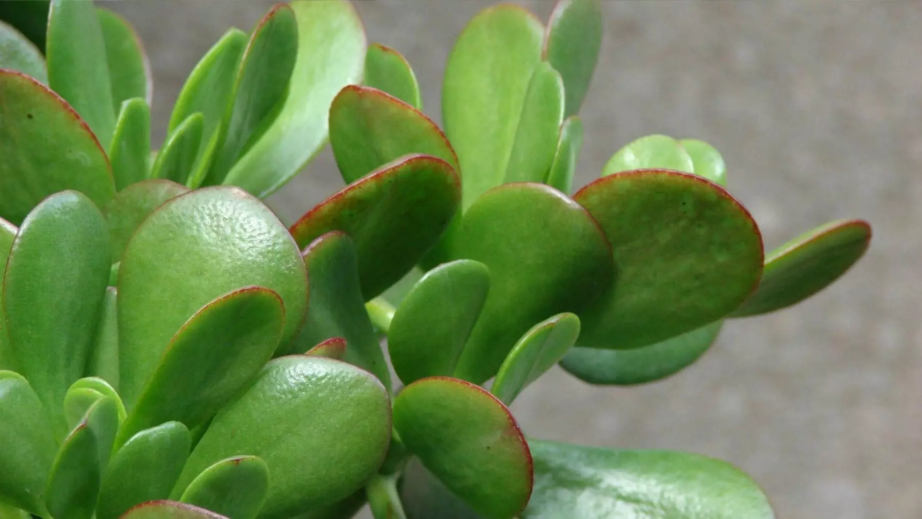 Secretos para Revitalizar tu Árbol de Jade: Cómo Evitar Hojas Marrones