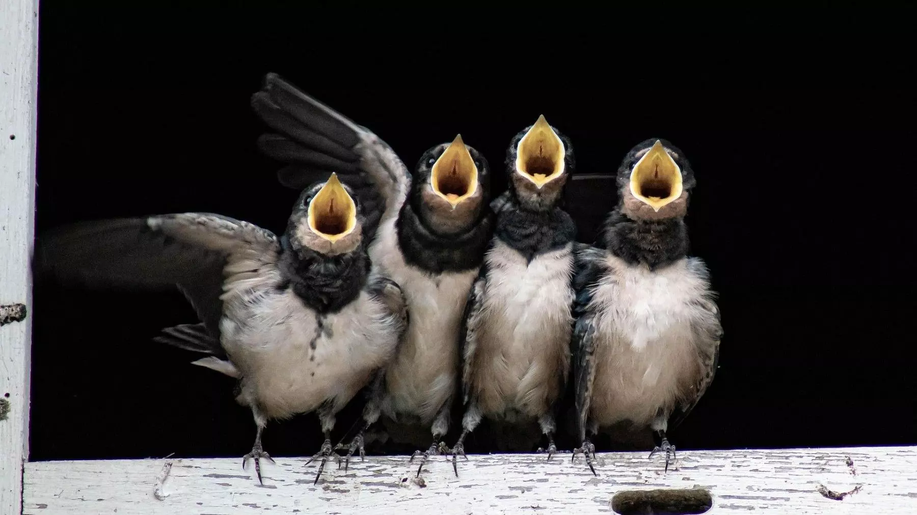 SEO/BirdLife Denuncia la Destrucción de Nidos de Aves Migratorias en Extremadura