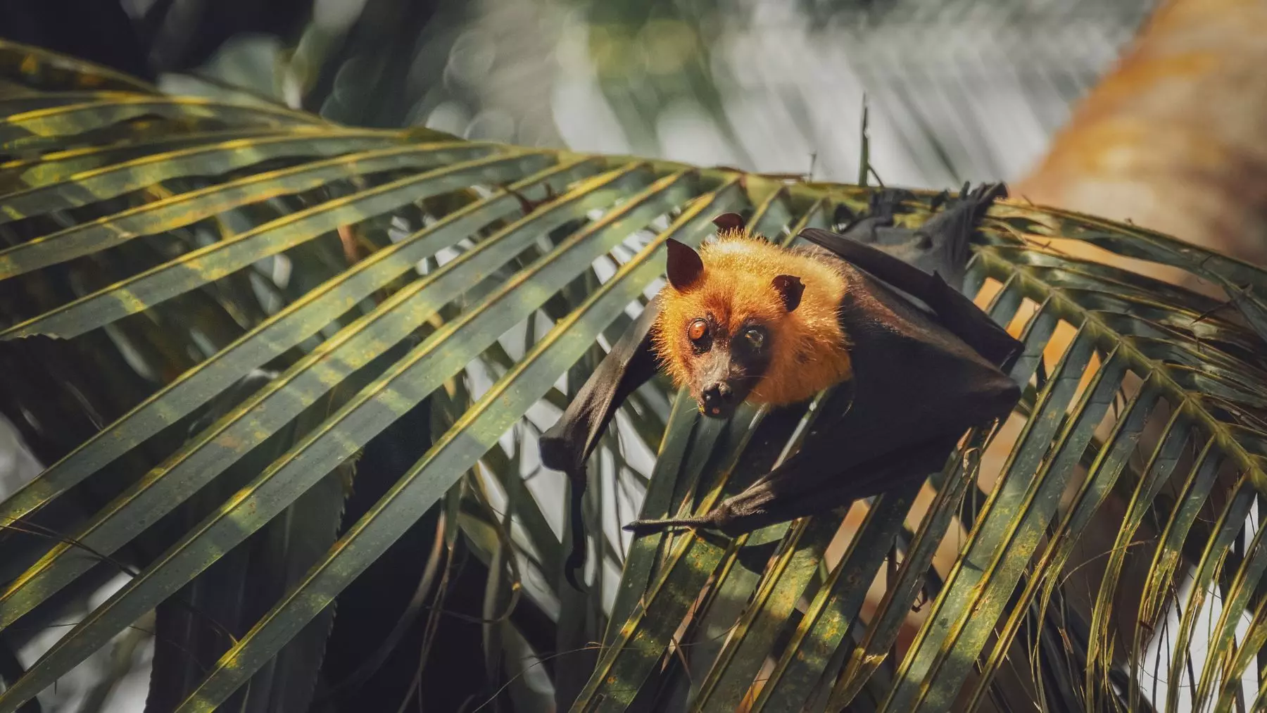 Murciélagos cerca de tu hogar: Guardianes nocturnos y mitos desvelados
