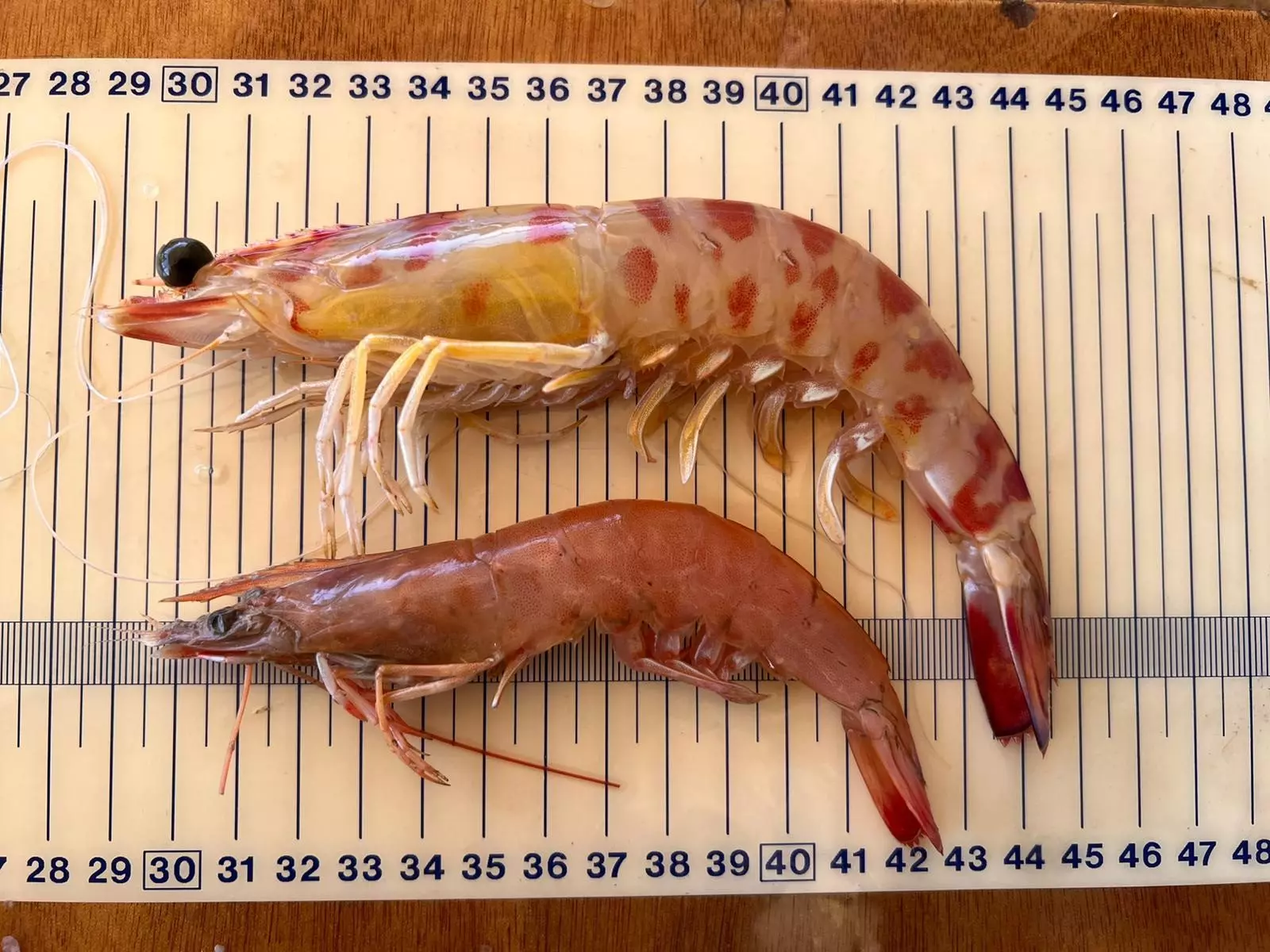 El Mediterráneo se calienta y el camarón café se extiende: un reto para la biodiversidad marina