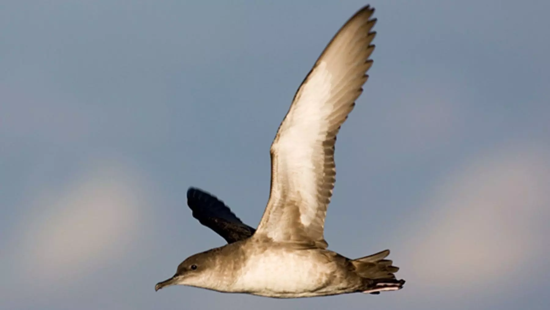 Endesa apoya la conservación de especies en peligro