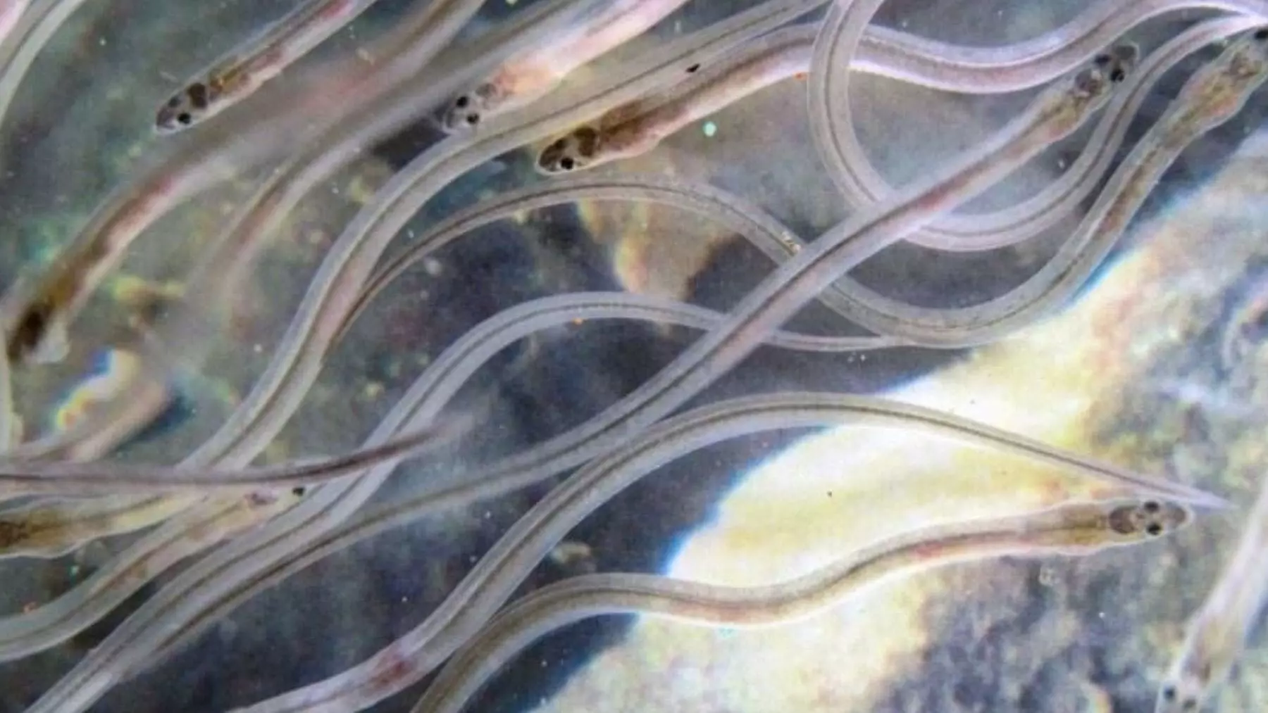 La Anguila Europea en Peligro Crítico: Un Llamado Urgente a la Acción